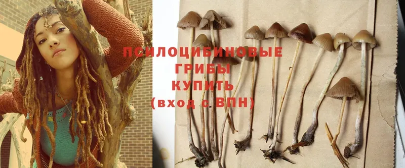 Галлюциногенные грибы Psilocybe  Ачинск 